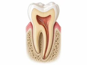 endodontia